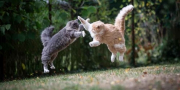 Kediler-oyun-mu-oynuyor,-kavga-mı-ediyor--Bilim-insanları-açıkladı