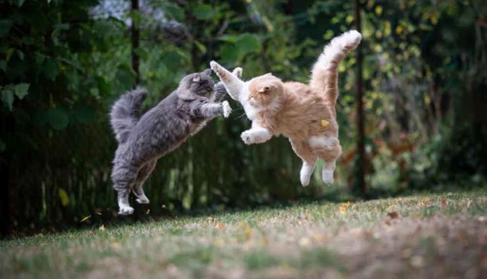 Kediler oyun mu oynuyor, kavga mı ediyor? Bilim insanları açıkladı