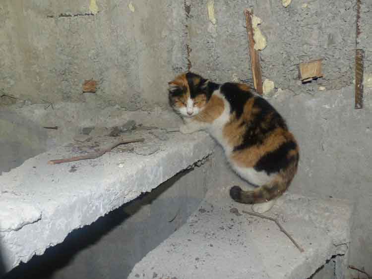 Minarede mahsur kalan kediyi imam hatip kurtardı