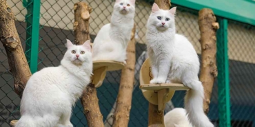 Sabahtan-akşama-kadar-fon-müziği-dinletiyorlar--Van-kedisinin-neslinin-korunması-için-çalışmalar-sürüyor