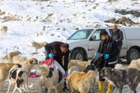 Van'da-sahipsiz-hayvanlar-için-123-noktaya-mama-bırakılıyor