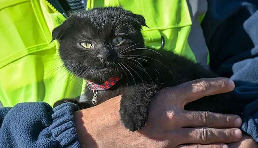 178 saat sonra enkazdan çıkarılan kediye ‘Umut’ ismi verildi