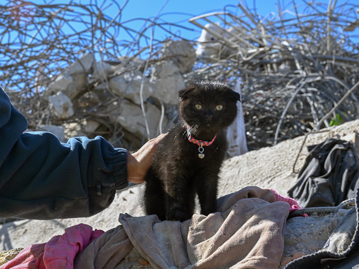 178 saat sonra enkazdan çıkarılan kediye ‘Umut’ ismi verildi
