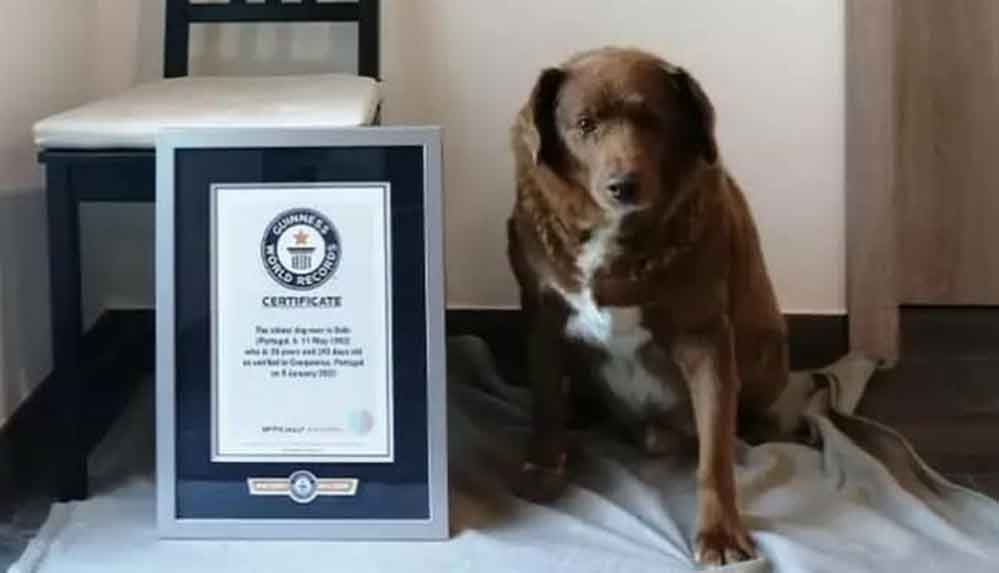 30 yaşındaki Bobi, ‘dünyanın en yaşlı köpeği’ rekorunu kırdı!