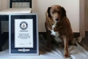 30-yaşındaki-Bobi,-‘dünyanın-en-yaşlı-köpeği’-rekorunu-kırdı!