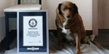 30-yaşındaki-Bobi,-‘dünyanın-en-yaşlı-köpeği’-rekorunu-kırdı!