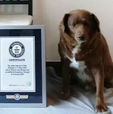 30-yaşındaki-Bobi,-‘dünyanın-en-yaşlı-köpeği’-rekorunu-kırdı!