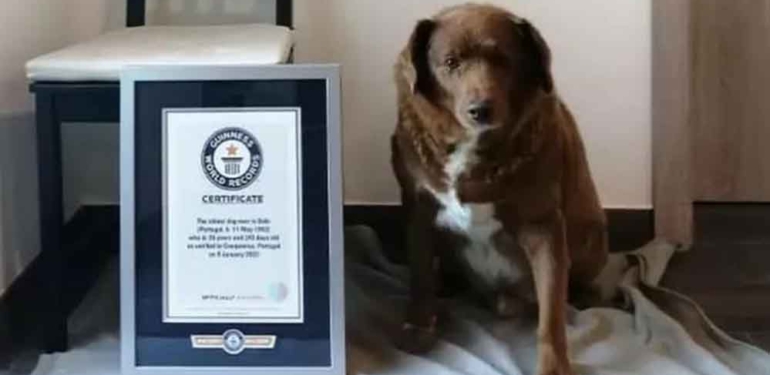 Dünyanın en yaşlı köpeği Bobi hayatını kaybetti