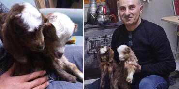 Anneleri-ölen-ikiz-keçileri-sobanın-başında-biberonla-besliyor