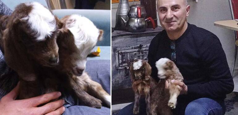 Anneleri ölen ikiz keçileri sobanın başında biberonla besliyor