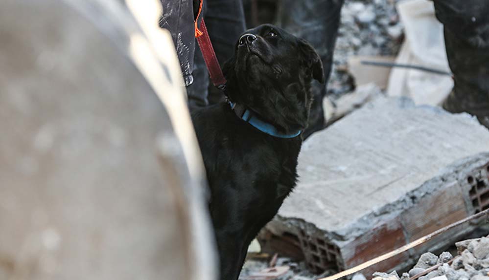 Arama kurtarma köpekleri, hassas burunlarıyla enkaz altındaki yüzlerce cana umut oldu