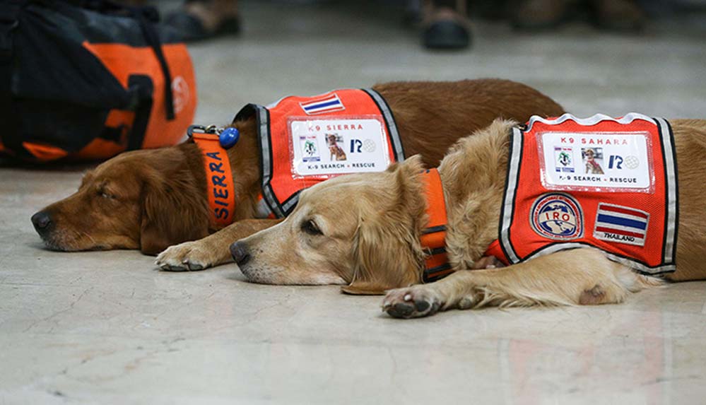 Arama kurtarma köpekleri, hassas burunlarıyla enkaz altındaki yüzlerce cana umut oldu