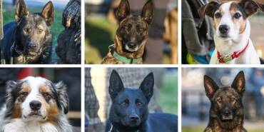 Arama-kurtarma-köpekleri,-hassas-burunlarıyla-enkaz-altındaki-yüzlerce-cana-umut-oldu