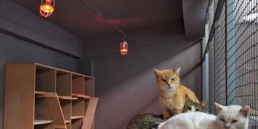 Bilecik'te-barınaktaki-hayvanlar-ısıtıcıyla-soğuktan-korunuyor-