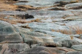 Bu fotoğrafta gizlenen leoparı kimse bulamıyor! Sadece gözleri iyi olanlar görebiliyor 4 Bu-fotoğrafta-gizlenen-leoparı-kimse-bulamıyor!-Sadece-gözleri-iyi-olanlar-görebiliyor-