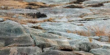 Bu-fotoğrafta-gizlenen-leoparı-kimse-bulamıyor!-Sadece-gözleri-iyi-olanlar-görebiliyor-