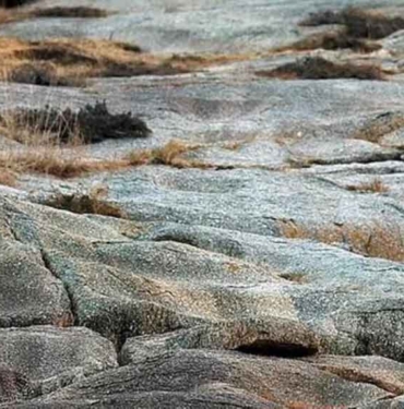 Bu fotoğrafta gizlenen leoparı kimse bulamıyor! Sadece gözleri iyi olanlar görebiliyor 3 Bu-fotoğrafta-gizlenen-leoparı-kimse-bulamıyor!-Sadece-gözleri-iyi-olanlar-görebiliyor-