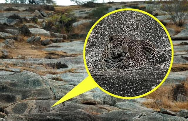 Bu fotoğrafta gizlenen leoparı kimse bulamıyor! Sadece gözleri iyi olanlar görebiliyor
