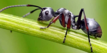 Dünyanın-konuştuğu-araştırma--Karıncalar-kanseri-koklayabiliyor