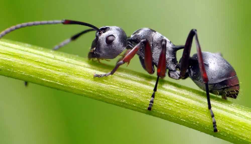 Dünyanın konuştuğu araştırma: Karıncalar kanseri koklayabiliyor