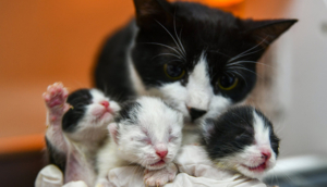 Enkazda doğum yaparken kurtarılan kedinin yavruları sezaryenle alındı