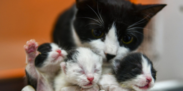 Enkazda-doğum-yaparken-kurtarılan-kedinin-yavruları-sezaryenle-alındı-