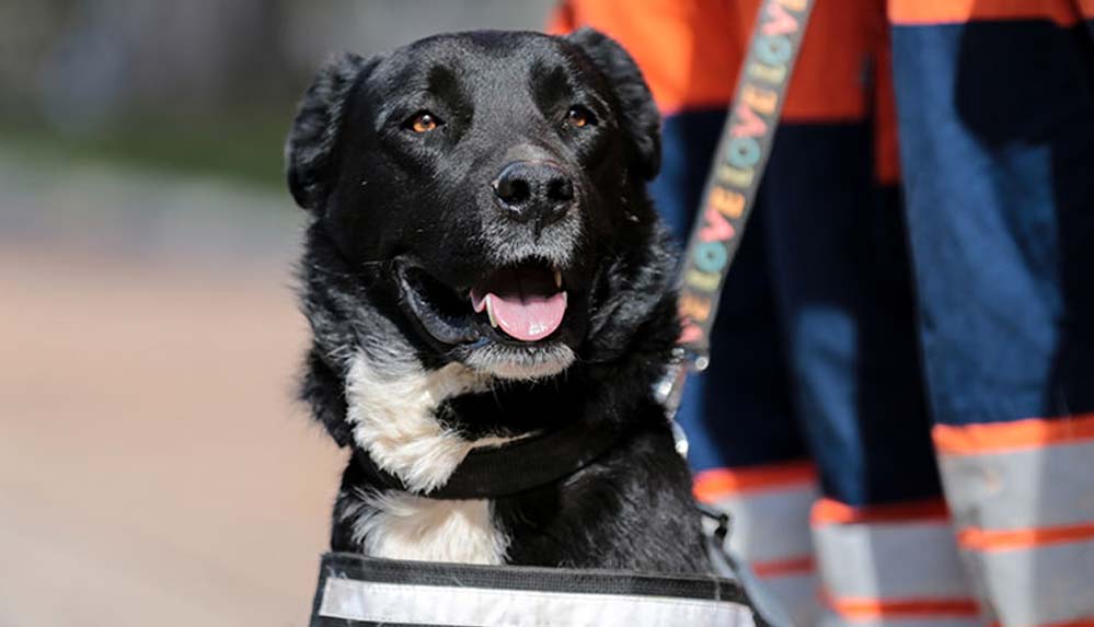 Enkazdan çıkarılan 'Hayat' köpek kendisini sahiplenen ekiple hayat kurtaracak
