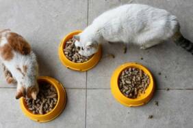 Gastronomi-kentinin-sahipsiz-kedi-ve-köpeklerine-'kelle-paça'-artıklarından-mama
