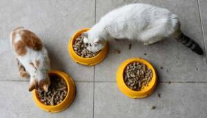 Gastronomi kentinin sahipsiz kedi ve köpeklerine "kelle paça" artıklarından mama