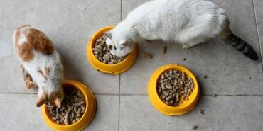 Gastronomi-kentinin-sahipsiz-kedi-ve-köpeklerine-'kelle-paça'-artıklarından-mama