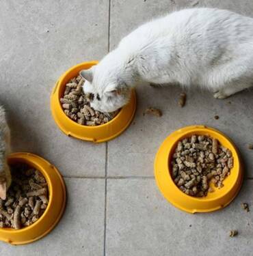Gastronomi-kentinin-sahipsiz-kedi-ve-köpeklerine-'kelle-paça'-artıklarından-mama