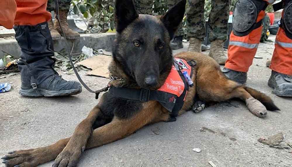 Güney Kore'den gelen ve yaralanan 3 arama kurtarma köpeği ayaklarındaki bandajlarla çalışıyor