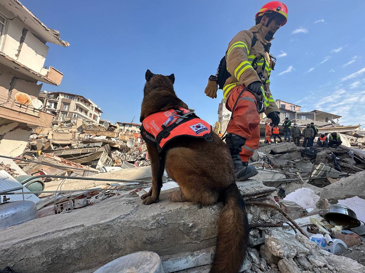 Güney Kore'den gelen ve yaralanan 3 arama kurtarma köpeği ayaklarındaki bandajlarla çalışıyor