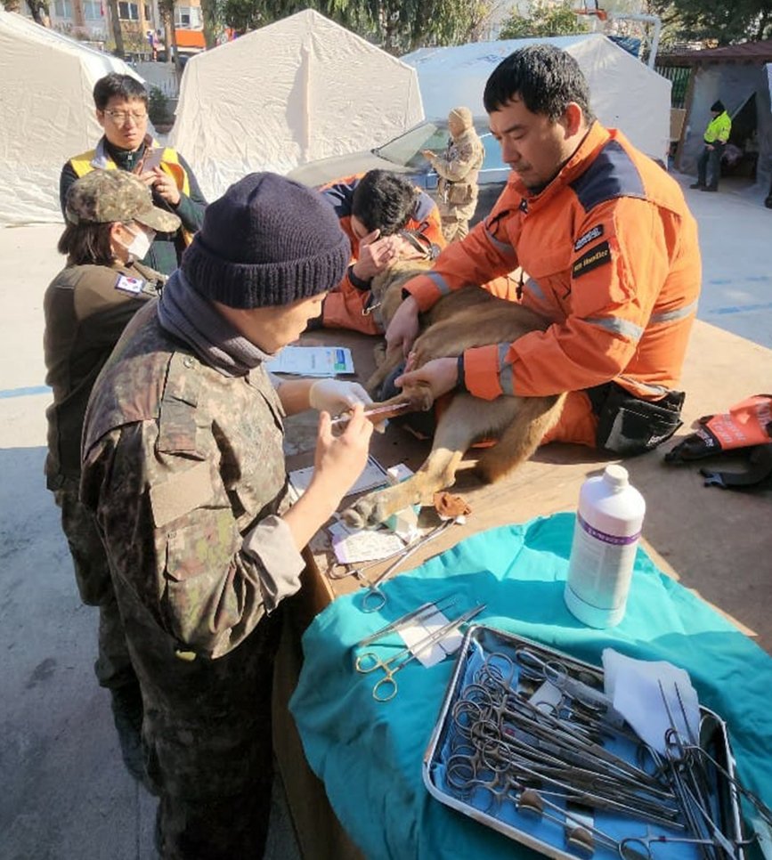 Güney Kore'den gelen ve yaralanan 3 arama kurtarma köpeği ayaklarındaki bandajlarla çalışıyor