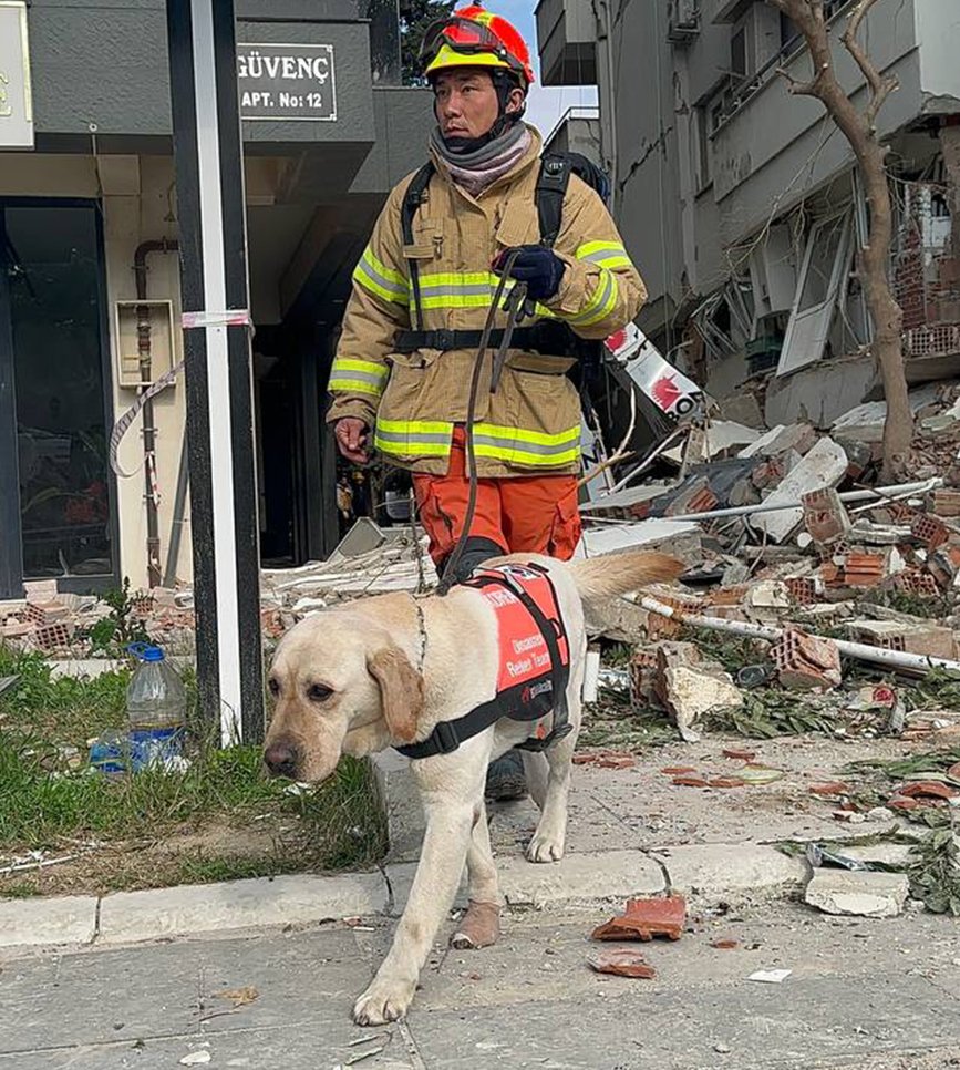 Güney Kore'den gelen ve yaralanan 3 arama kurtarma köpeği ayaklarındaki bandajlarla çalışıyor