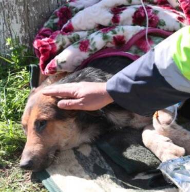 Hatay'da enkaz altından 55 saat sonra bir köpek kurtarıldı 5 Hatay'da-enkaz-altından-55-saat-sonra-bir-köpek-kurtarıldı