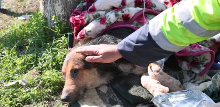 Hatay’da enkaz altından 55 saat sonra bir köpek kurtarıldı