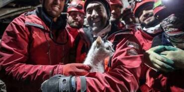 Hatay'daki-enkazdan-'Holigan'-isimli-kedi-116-saat-sonra-canlı-olarak-çıkarıldı