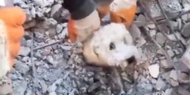 İskenderun’da-bir-mucize!-Depremde-enkaz-altında-kalan-küçük-köpek-böyle-kurtarıldı