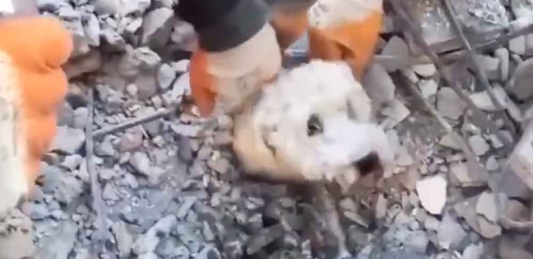 İskenderun’da mucize! Depremde enkaz altında kalan küçük köpek böyle kurtarıldı 1 İskenderun’da-bir-mucize!-Depremde-enkaz-altında-kalan-küçük-köpek-böyle-kurtarıldı