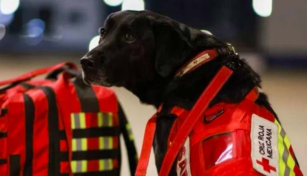 Meksika kahraman arama-kurtarma köpeklerini Türkiye’ye gönderdi