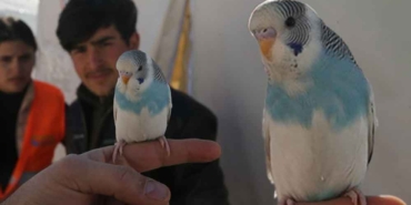 Muhabbet-kuşu-Maviş’in-sayesinde-depreme-uykuda-yakalanmadılar--O-güne-kadar-pek-ötmüyordu,-depremden-yarım-saat-önce-tuhaf-bir-ses-çıkardı