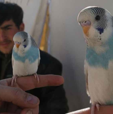 Muhabbet-kuşu-Maviş’in-sayesinde-depreme-uykuda-yakalanmadılar--O-güne-kadar-pek-ötmüyordu,-depremden-yarım-saat-önce-tuhaf-bir-ses-çıkardı