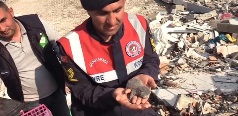 Osmaniye'de enkaz altında kalan 5 kedi yavrusu kurtarıldı 1 Osmaniye'de-enkaz-altında-kalan-5-kedi-yavrusu-kurtarıldı-