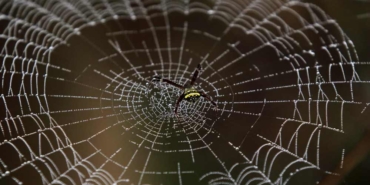 Rusya'da-örümcek-ağı-proteinleri-bazında-cildi-iyileştiren-ve-gençleştiren-krem-geliştirildi-