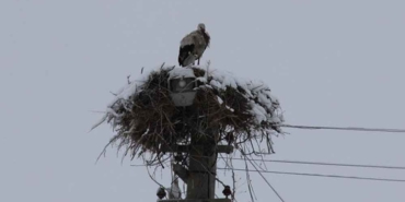 Yuvasını-terk-etmeyen-leylek-kışı-Yozgat'ta-geçiriyor