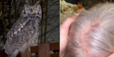 ‘Psikopat’-baykuş-kasabayı-birbirine-kattı!-İnsanları-rehin-aldı,-kimse-evinden-çıkamıyor…