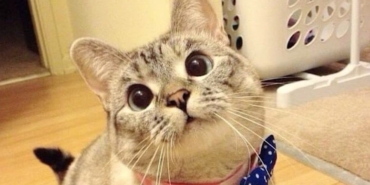 4,5 milyon takipçisi olan dünyanın en popüler kedisi sahibine 100 milyon dolar kazandırdı