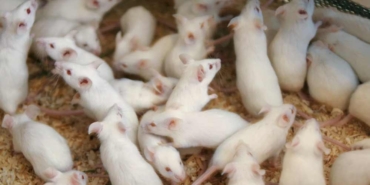 Bilim-dünyasında-ilk-kez-iki-erkek-fareden-bir-yavru-doğdu--'İnsanlar-için-örnek-olabilir'-