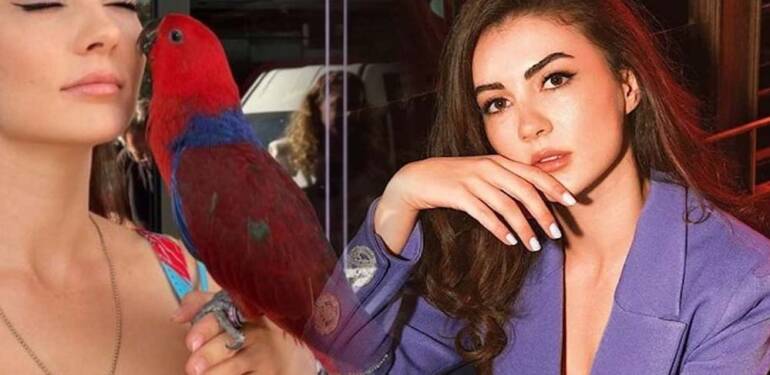 Burcu Özberk’in papağanı evden kaçtı: Yavrumu bulana para ödülü verilecek